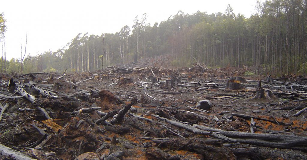 Sigue leyendo Déforestation : 3 forêts complètement dégradées par l’Homme