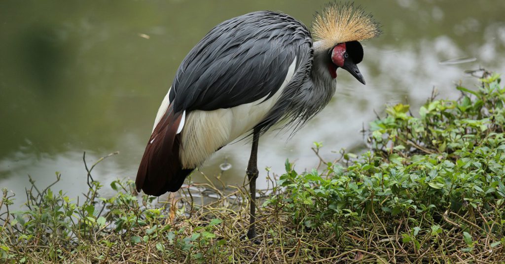 4. Faire le pied de grue