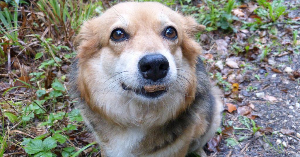 6. Ne pas attacher son chien avec des saucisses