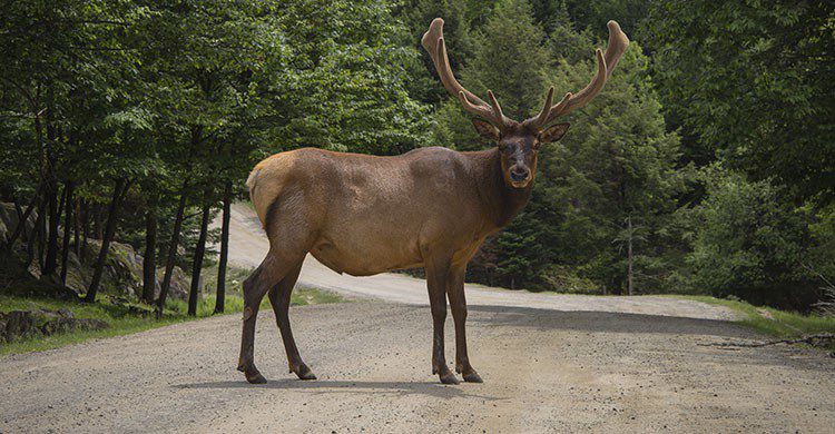 Sigue leyendo 9 mots et expressions pour survivre au Quebec