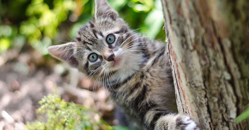 9. Pas de stérilisation des chats en Norvège