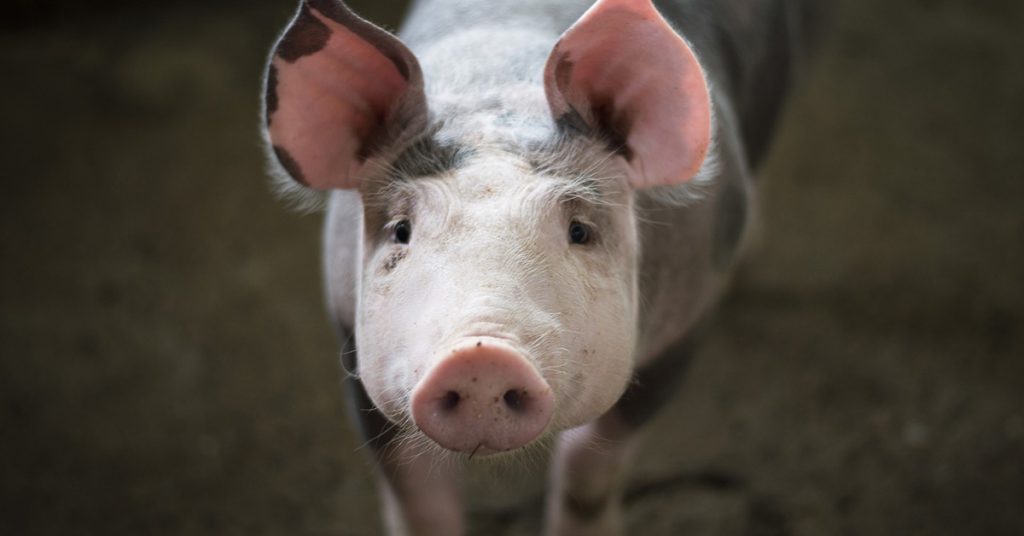 3. La France, les cochons et Napoléon