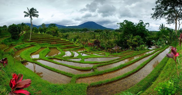 Indonésie (Istock)