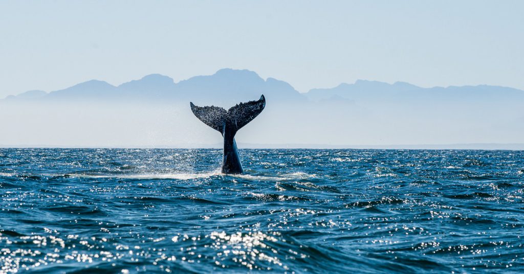 6. Les danois tuent des baleines