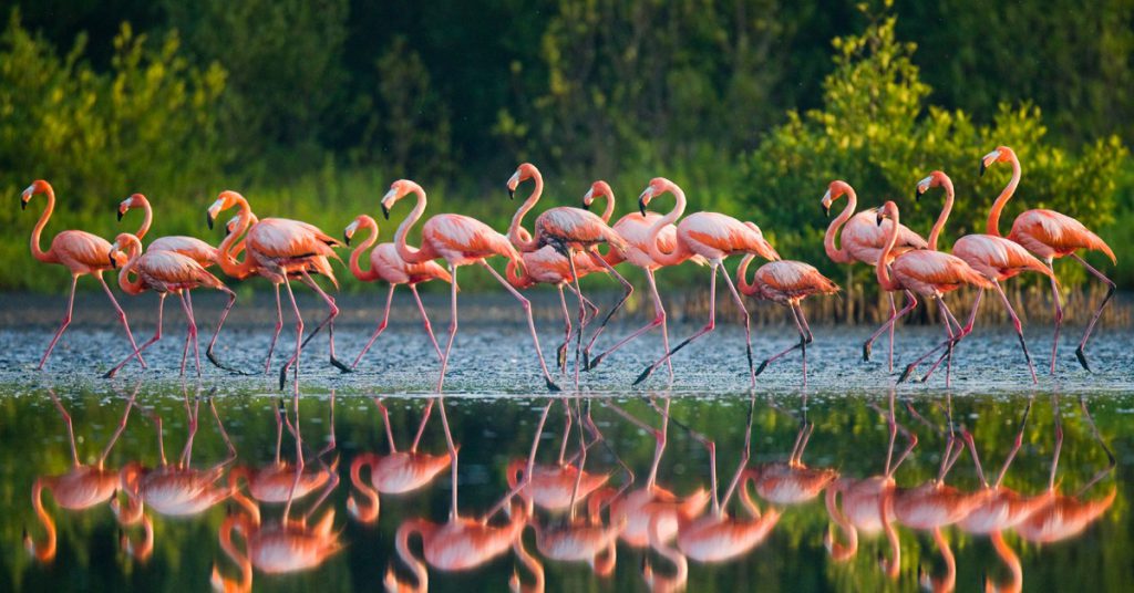8. Baragouiner le flamant rose