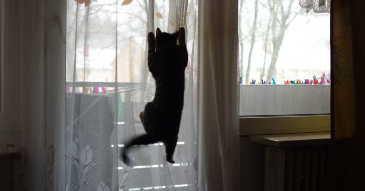 Grimper les rideaux (Istock)