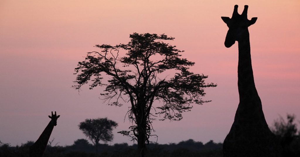2. Faire un safari