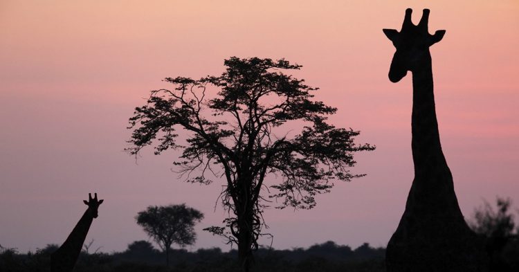 Girafe dans une prairie (iStock)