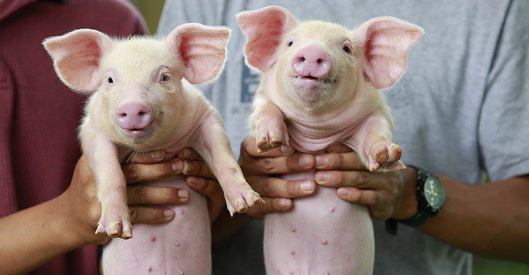 Sigue leyendo Qu&rsquo;est-ce que le Wwoofing et pourquoi en faire ?