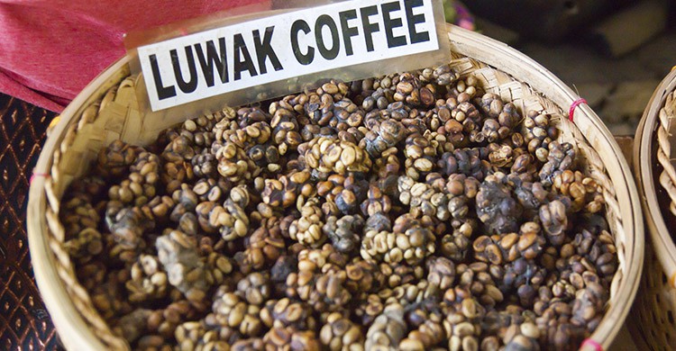 Le café luwak (iStock)