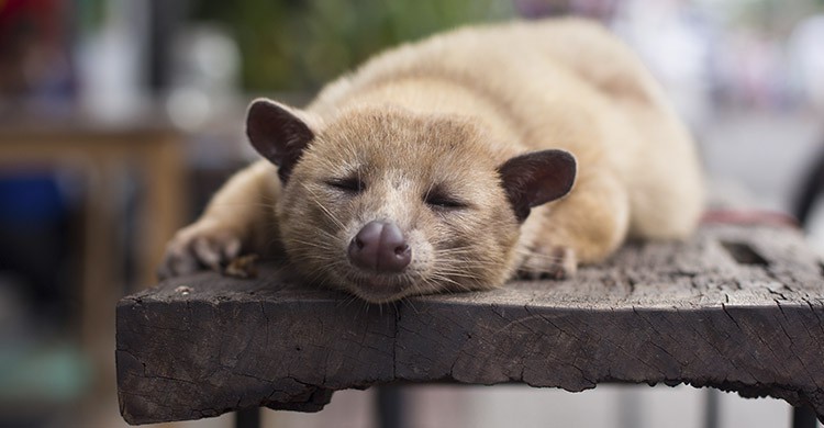 Le kopi luwak (iStock)