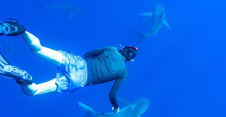 Nager avec les requins (iStock)