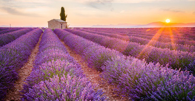 Paysages de la Provence (Istock)