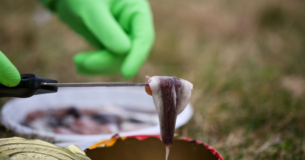 Sigue leyendo Voici la spécialité culinaire plus répugnante… le Surströmming !