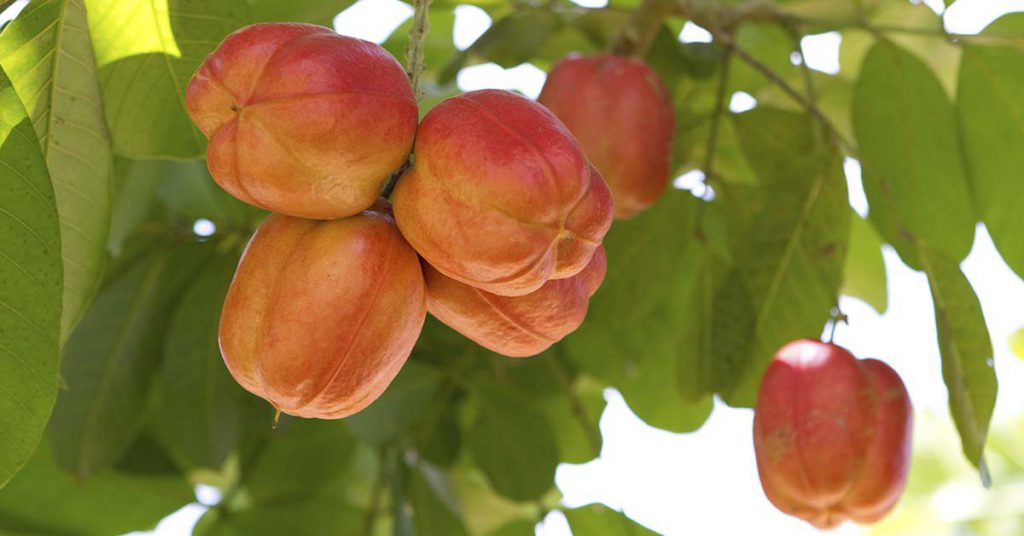 5. Le fruit d’ackée