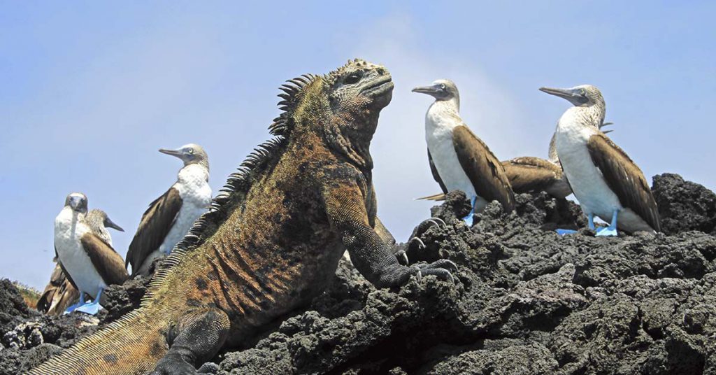 10. Les îles Galapagos, Équateur