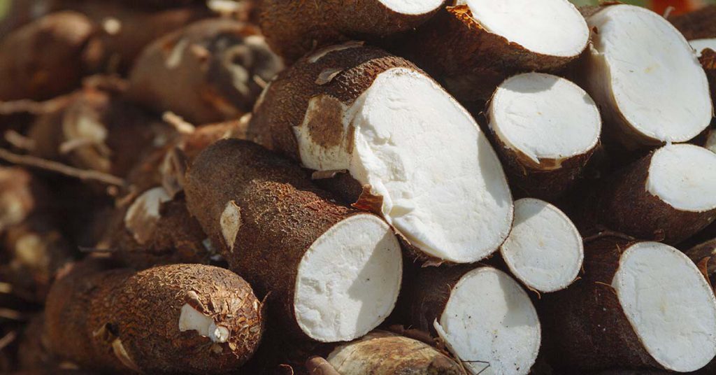2. Le manioc