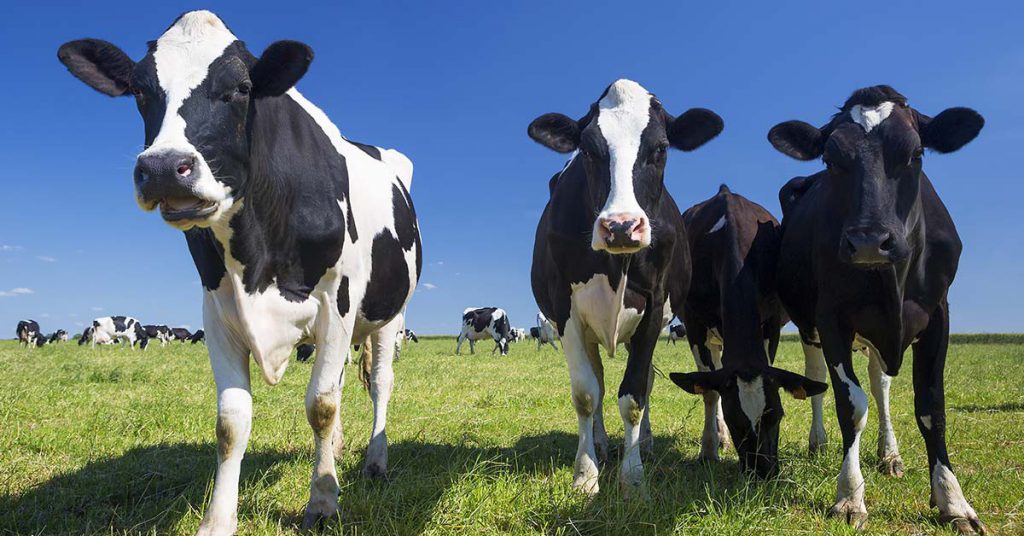 2. Des pieds de vaches gelés en Pologne