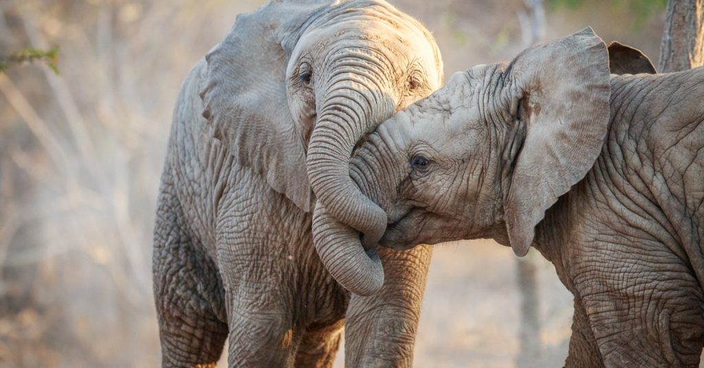 Sigue leyendo Voici les 10 raisons pour lesquelles vous ne devez JAMAIS monter à dos d&rsquo;éléphant