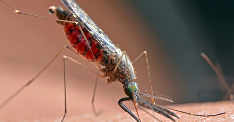 Sigue leyendo Les 5 maladies les plus meurtrières d&rsquo;Afrique