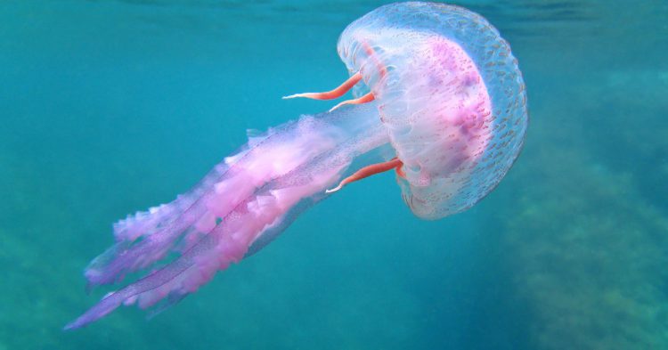 Comment se soigner et comment éviter de se faire piquer par les méduses ?
