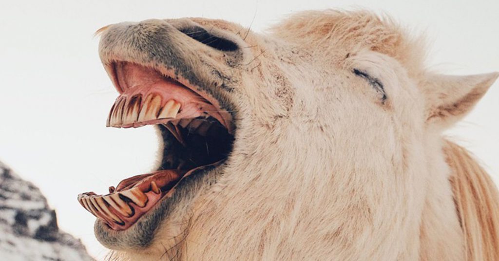 Sigue leyendo Prendre l’avion avec son cheval : c&rsquo;est possible aux USA !