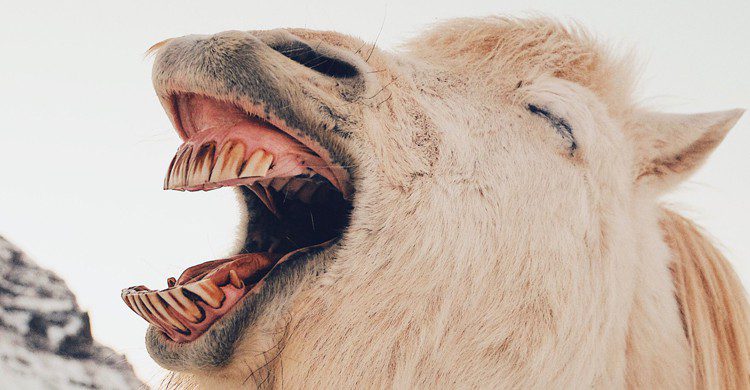 Cheval qui ouvre la gueule et semble sourire