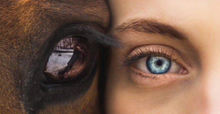 gros plan sur l'oeil d'un cheval et celui d'une femme côte à côte