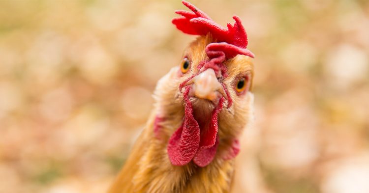 Monique la poule parcourt le globe en voilier, et vous ?